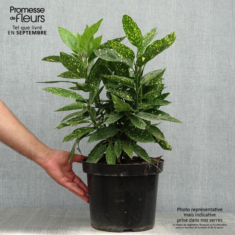 Ejemplar de Aucuba japonica Variegata Maceta 7,5L/10L entregado en otoño