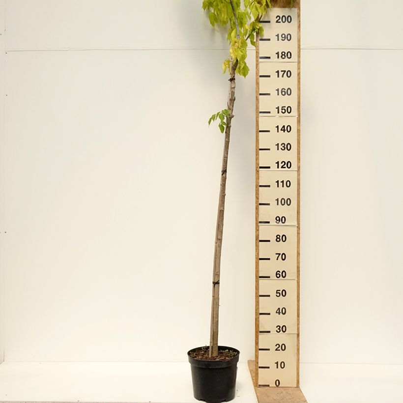 Aliso gris Monstrosa - Alnus incana Maceta 12L/15L Ejemplar entregado en la primavera