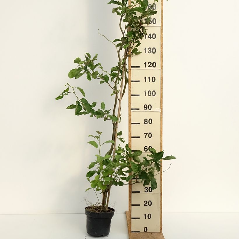 Ejemplar de Aliso común Greenwood - Alnus glutinosa Maceta 4L/5L entregado en verano
