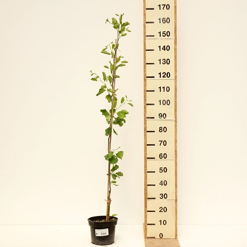 Aliso común Greenwood - Alnus glutinosa Maceta 4L/5LAltura de entrega aprox. 100/120cm Ejemplar entregado en la primavera