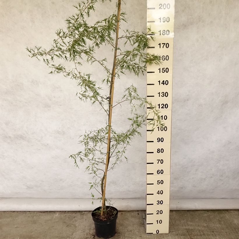 Ejemplar de Aliso imperial - Alnus glutinosa Imperialis Maceta 7,5L/10L entregado en verano