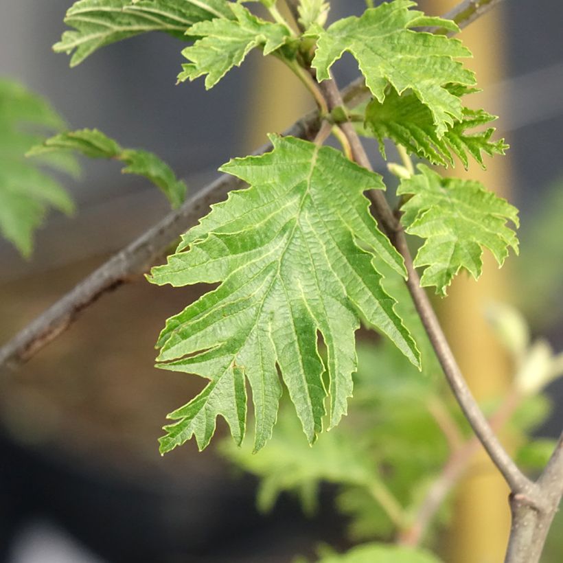 Aliso común Laciniata - Alnus glutinosa (Follaje)