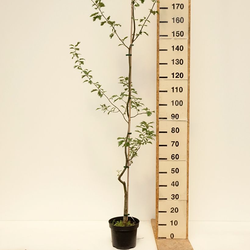 Aliso común Laciniata - Alnus glutinosa Maceta 4L/5LAltura de entrega aprox. 100/120cm Ejemplar entregado en la primavera