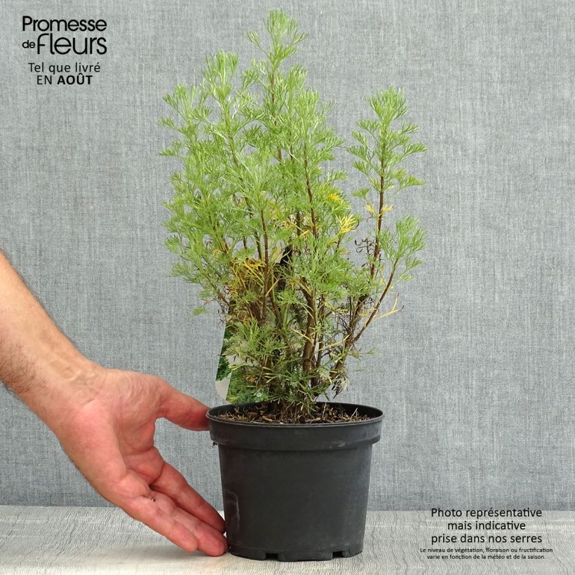 Ejemplar de Artemisia abrotanum - Abrótano macho Maceta 1,5L/2L entregado en verano