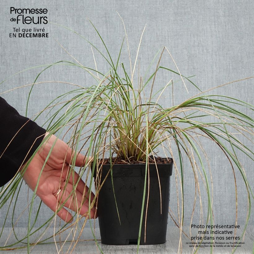 Ejemplar de Helictotrichon sempervirens - Avena Azul Maceta 2L/3L entregado en otoño
