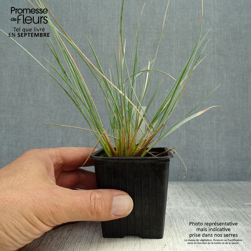 Ejemplar de Helictotrichon sempervirens Pendula - Avena Azul Maceta de 8/9 cm entregado en otoño