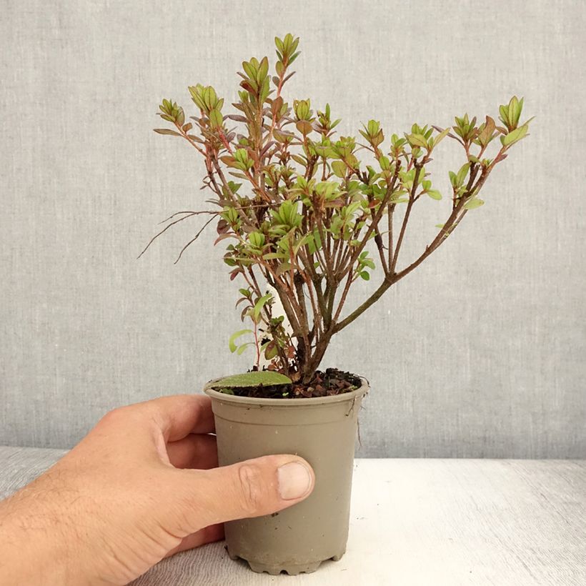Ejemplar de Azalea japonica Moederdag Maceta de 8/9 cm entregado en verano