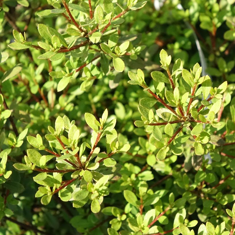 Azalea serpyllifolium (Follaje)