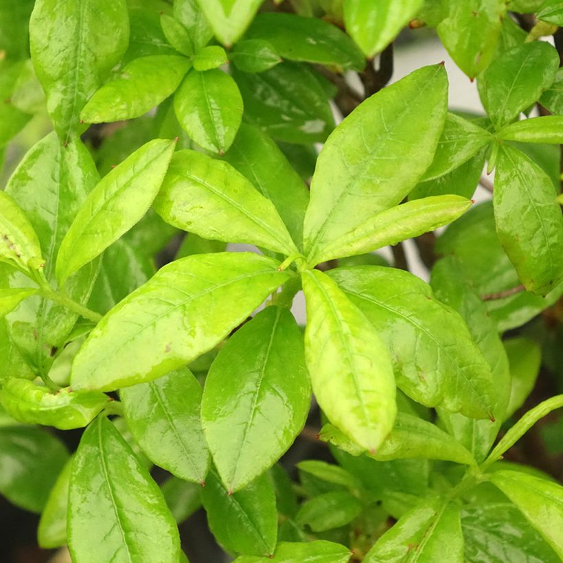 Azalea mollis Satan (Follaje)