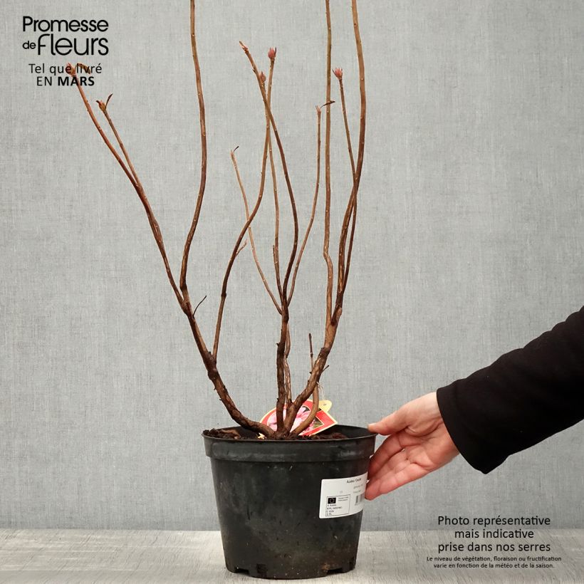 Azalea mollis Cecile Maceta 4L/5L Ejemplar entregado en la primavera