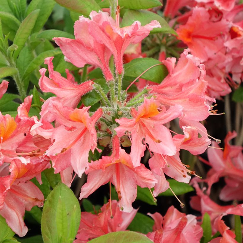 Azalea mollis Demoiselles de Boutiguery Aurora (Floración)