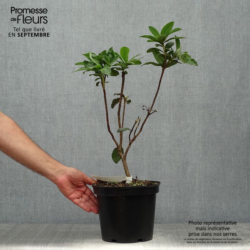 Ejemplar de Azalea mollis Demoiselles de Boutiguery Aurora Maceta 4L/5L entregado en otoño
