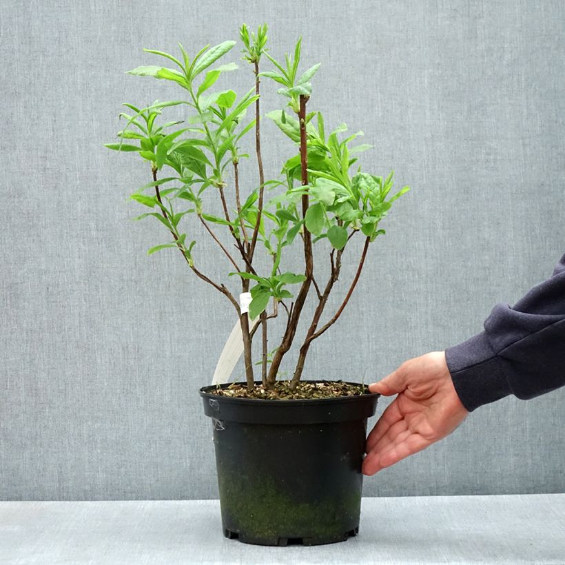 Azalea mollis Demoiselles de Boutiguery Callista Maceta 4L/5LAltura de entrega aprox. 20/30cm Ejemplar entregado en la primavera