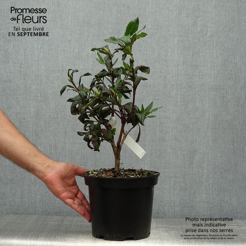 Ejemplar de Azalea mollis Demoiselles de Boutiguery Idylla Maceta 4L/5L entregado en otoño