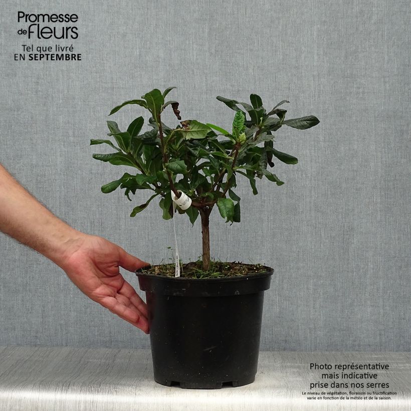 Ejemplar de Azalea mollis Demoiselles de Boutiguery Nella Maceta 4L/5L entregado en otoño