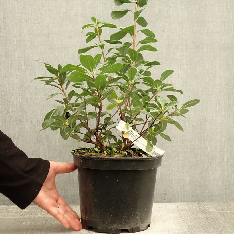 Ejemplar de Azalea Fragrant Star Maceta 4L/5L entregado en otoño