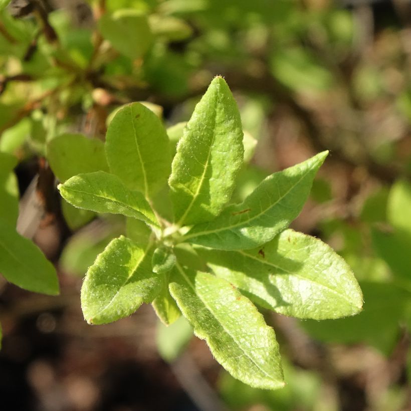 Azalea Fraseri (Follaje)