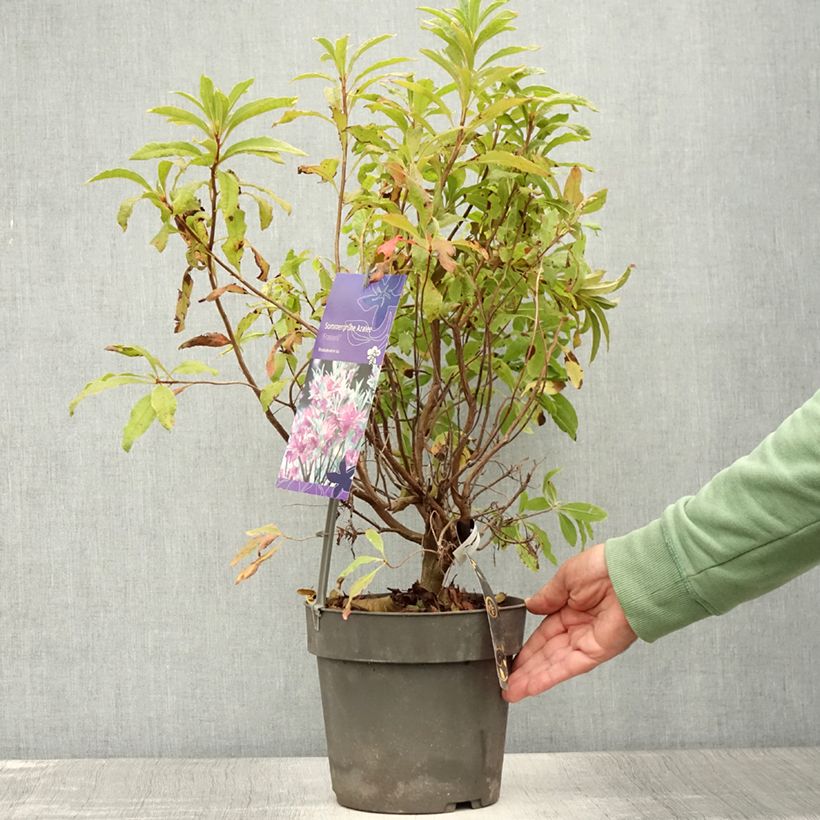 Ejemplar de Azalea Fraseri Maceta 4L/5L entregado en verano