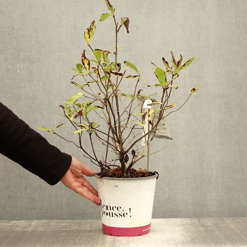 Ejemplar de Azalea Lingot d'Or Maceta 4L/5L entregado en otoño