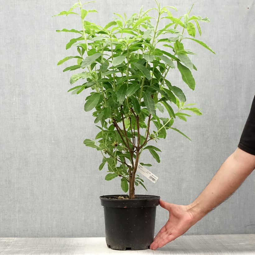 Ejemplar de Azalea Mount Rainier Maceta 4L/5LAltura de entrega aprox. 40/50cm entregado en verano