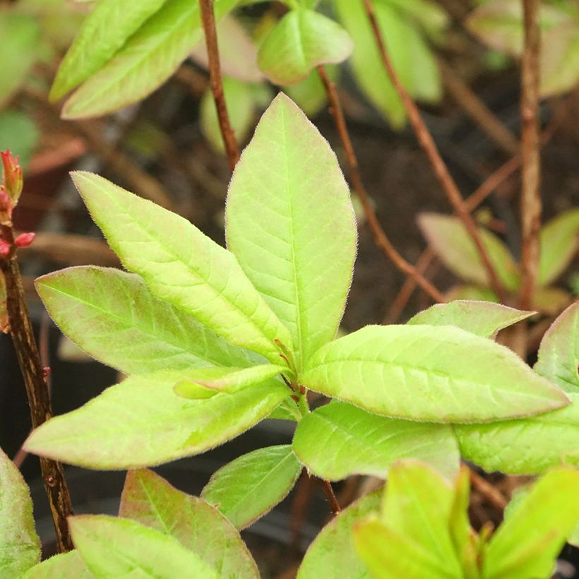 Azalea luteum Nabucco (Follaje)