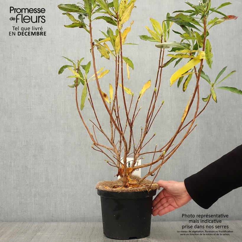 Ejemplar de Azalea luteum Maceta 4L/5L entregado en otoño