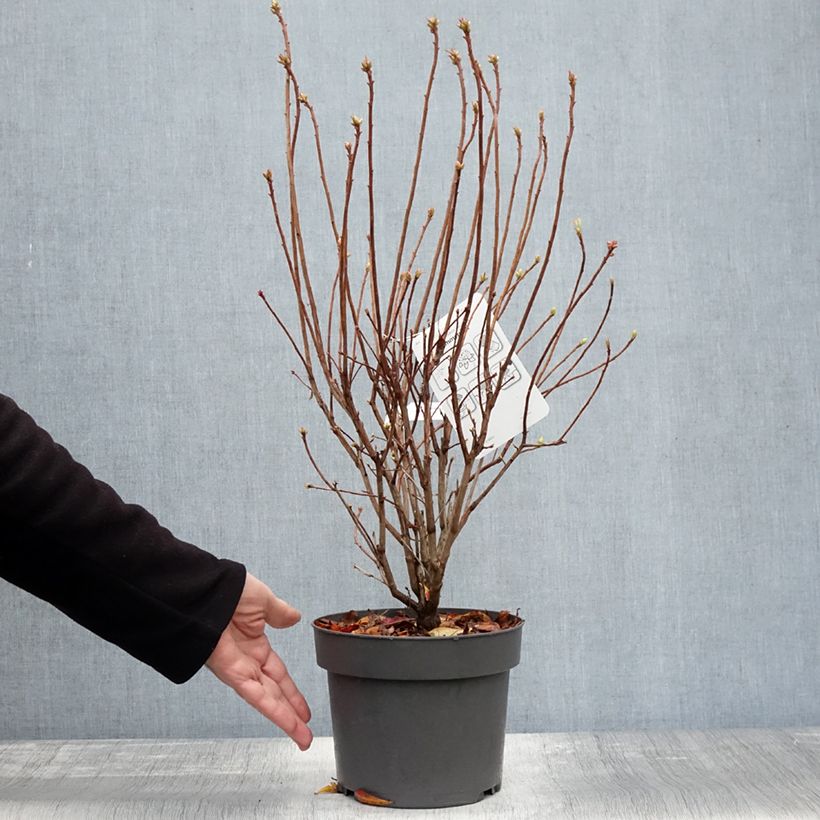Ejemplar de Azalea viscosum Sommerduft Maceta 4L/5L entregado en otoño