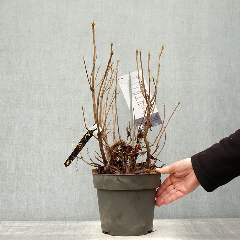 Ejemplar de Azalea austrinum Maceta 4L/5L entregado en otoño