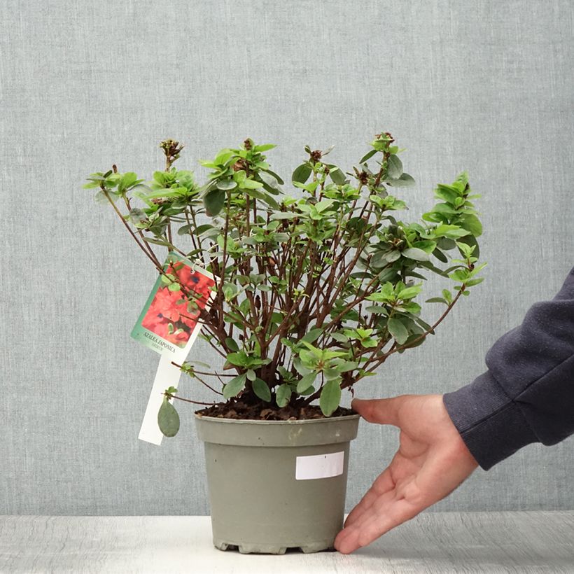 Ejemplar de Azalea Ardeur Maceta 2L/3L entregado en verano