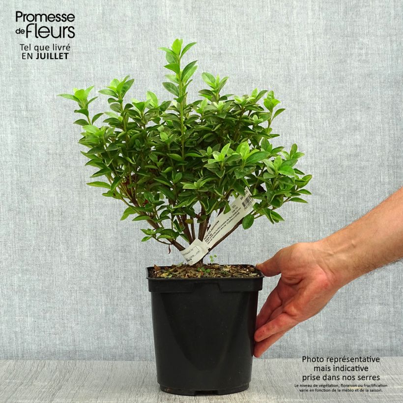 Ejemplar de Azalea japonica Elsie Lee Maceta 2L/3L entregado en verano