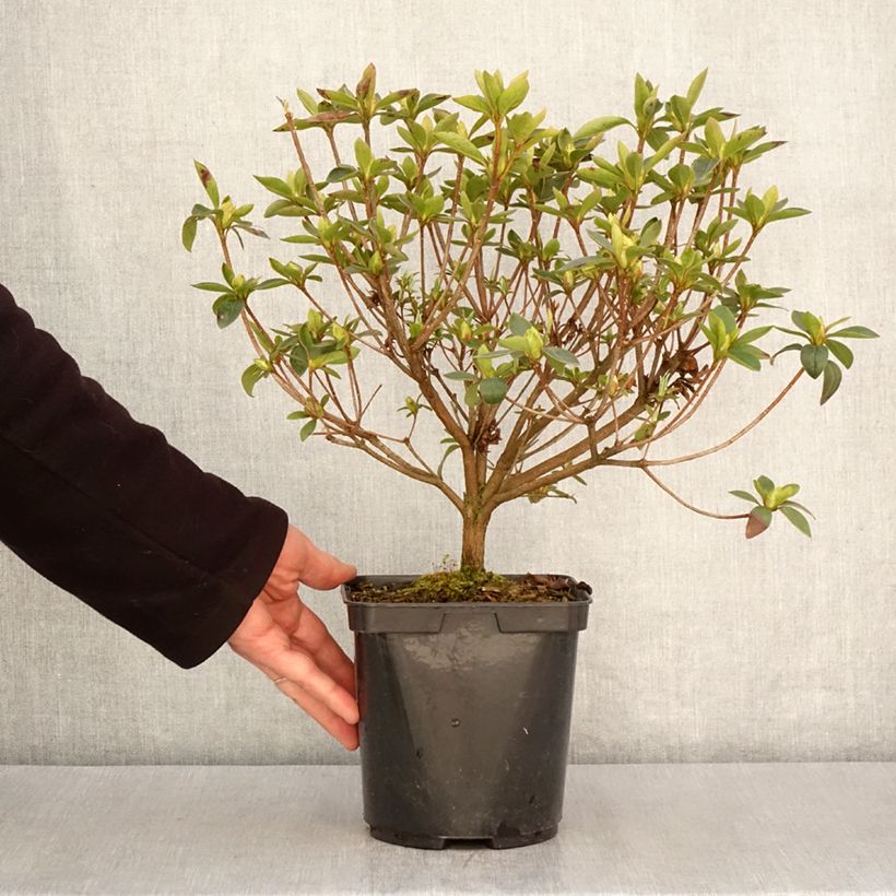 Azalea japonica Elsie Lee Maceta 2L/3L Ejemplar entregado en la primavera