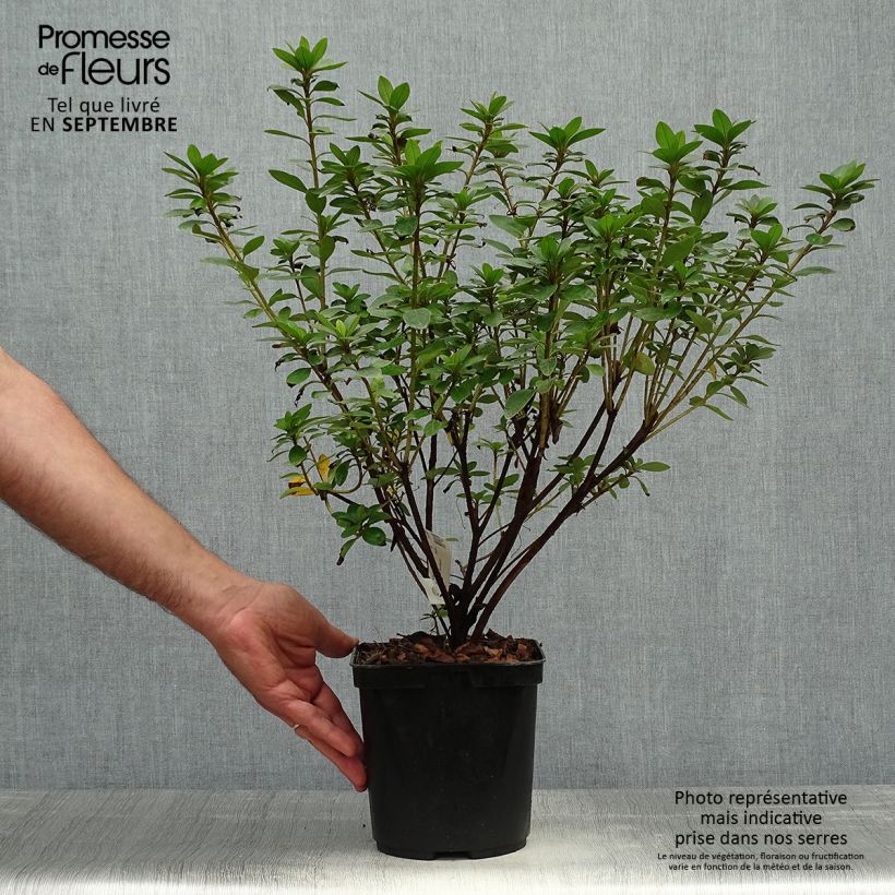 Ejemplar de Azalea Eucharis Maceta 2L/3L entregado en otoño
