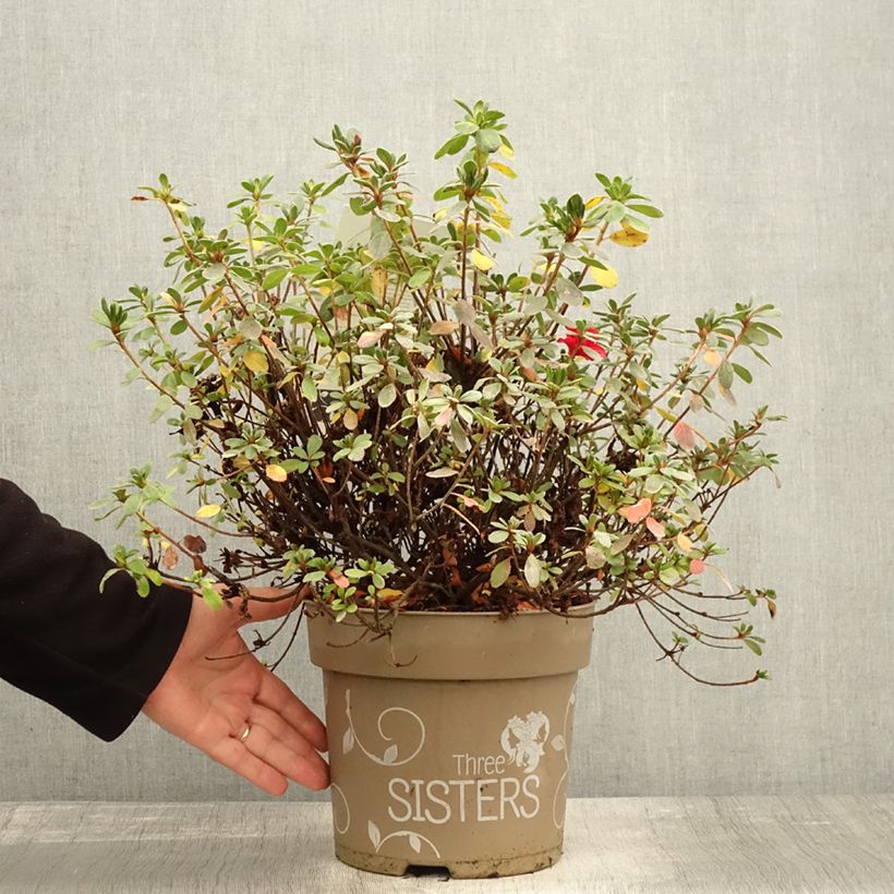 Ejemplar de Azalea Fairy Dreams Three Sisters Mix Maceta 6L/7L entregado en otoño