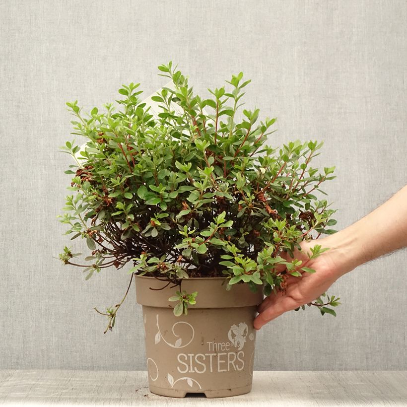 Ejemplar de Azalea Fairy Dreams Three Sisters Mix Maceta 6L/7L entregado en verano