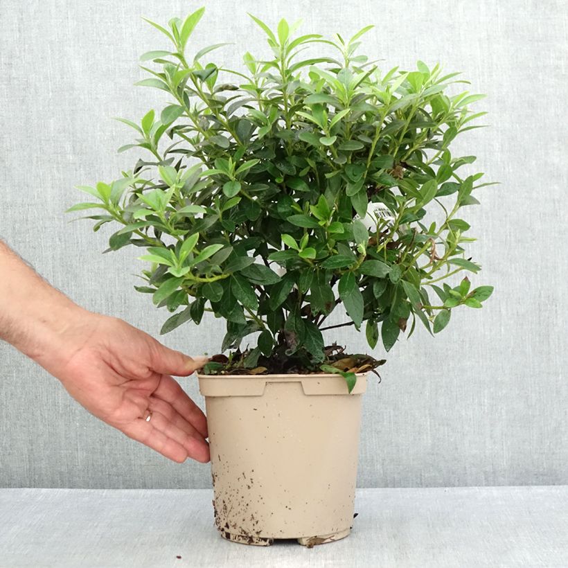 Ejemplar de Azalea Ho Oden Maceta 2L/3L entregado en verano