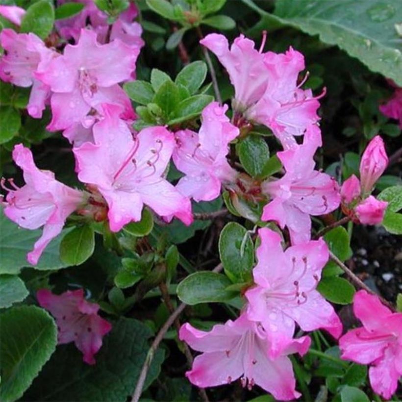 Azalea kiusianum Komo Kulshan (Floración)