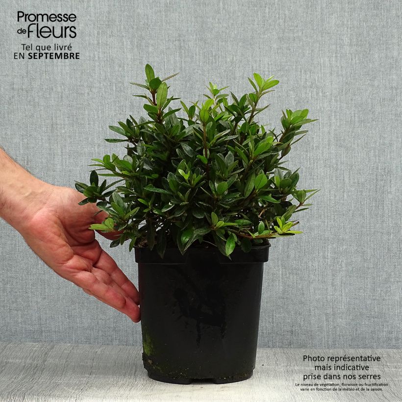 Ejemplar de Azalea Nakaharai Orange Maceta 2L/3L entregado en otoño