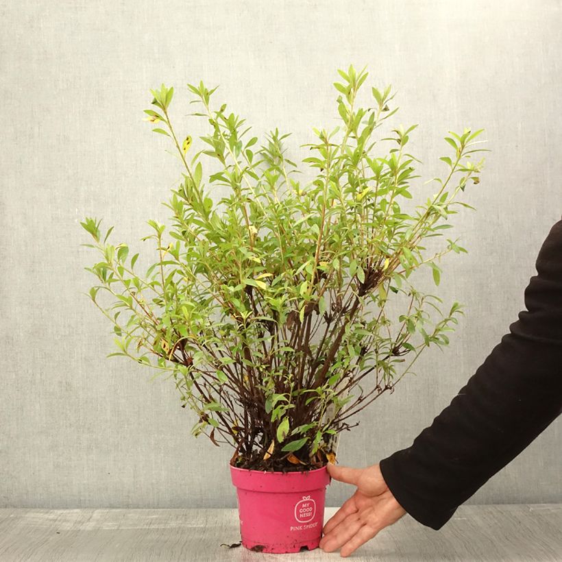 Ejemplar de Azalea obtusum Pink Spider Maceta 2L/3L entregado en otoño