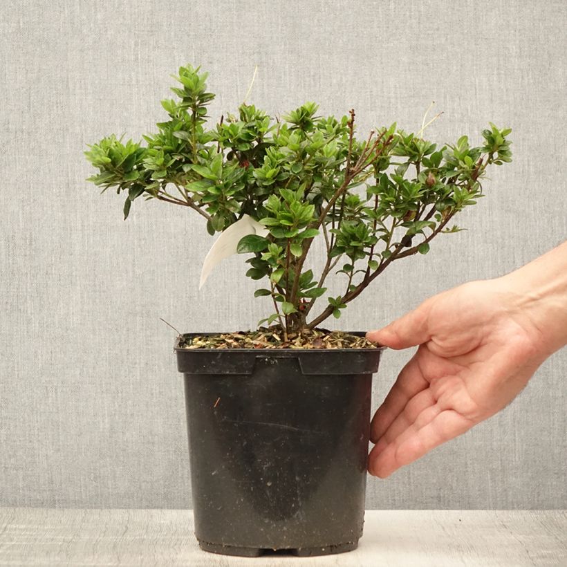 Ejemplar de Azalea Sachsenstern Maceta 3L/4L entregado en verano