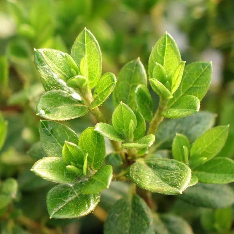 Azalea Sachsenstern (Follaje)