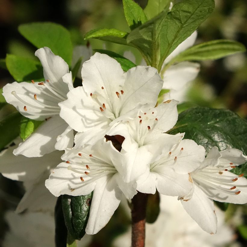 Azalea Schneewittchen (Floración)