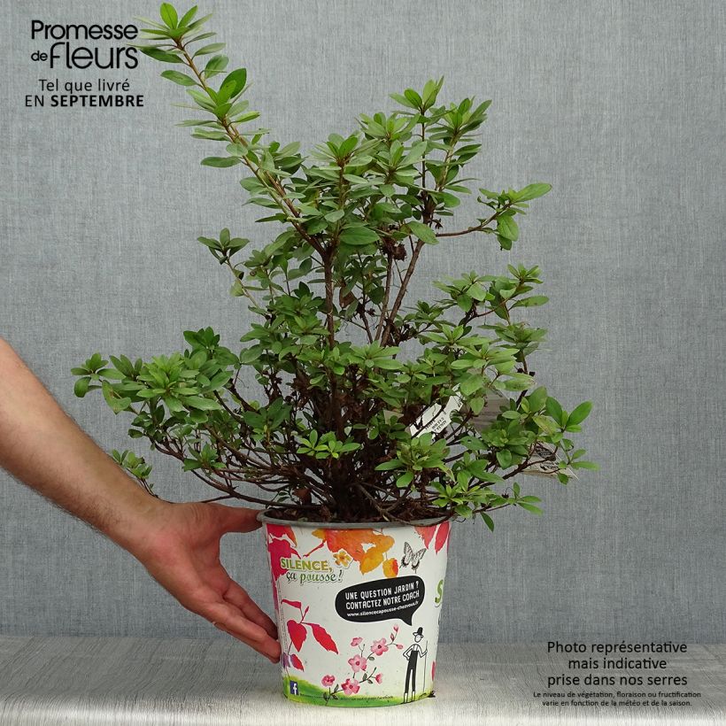Ejemplar de Azalea japonica Vuyk's Rosyred Maceta 4L/5L entregado en otoño