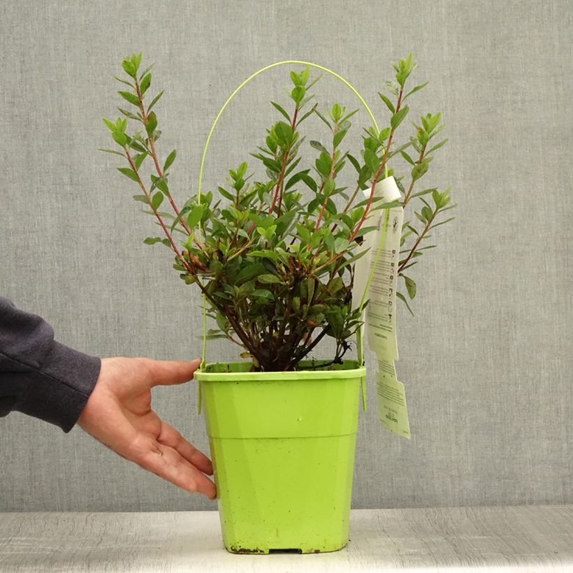 Ejemplar de Azalea ENCORE Autumn Fire Maceta 3L/4L entregado en verano