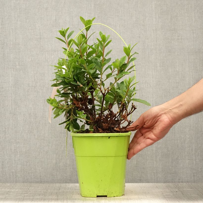 Ejemplar de Azalea japonica ENCORE Sunset Maceta 3L/4L entregado en verano