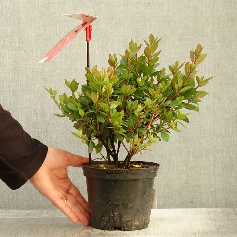 Ejemplar de Azalea japonica Arabesk Maceta 1,5L/2L entregado en otoño