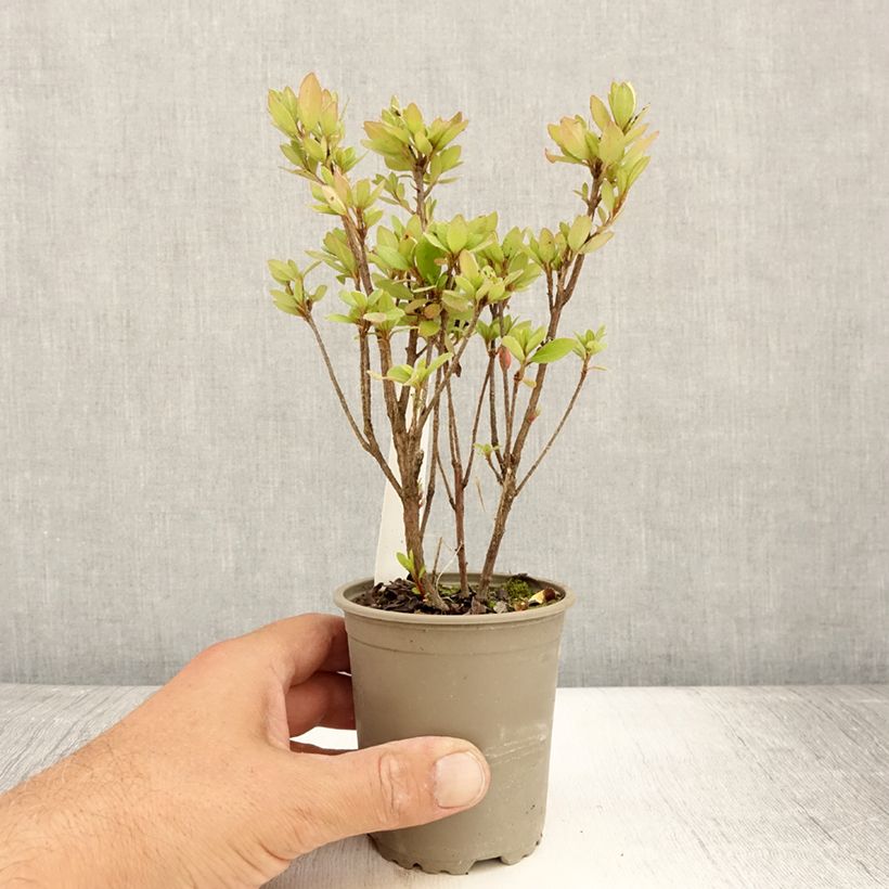 Ejemplar de Azalea japonica Arabesk Maceta de 8/9 cm entregado en verano