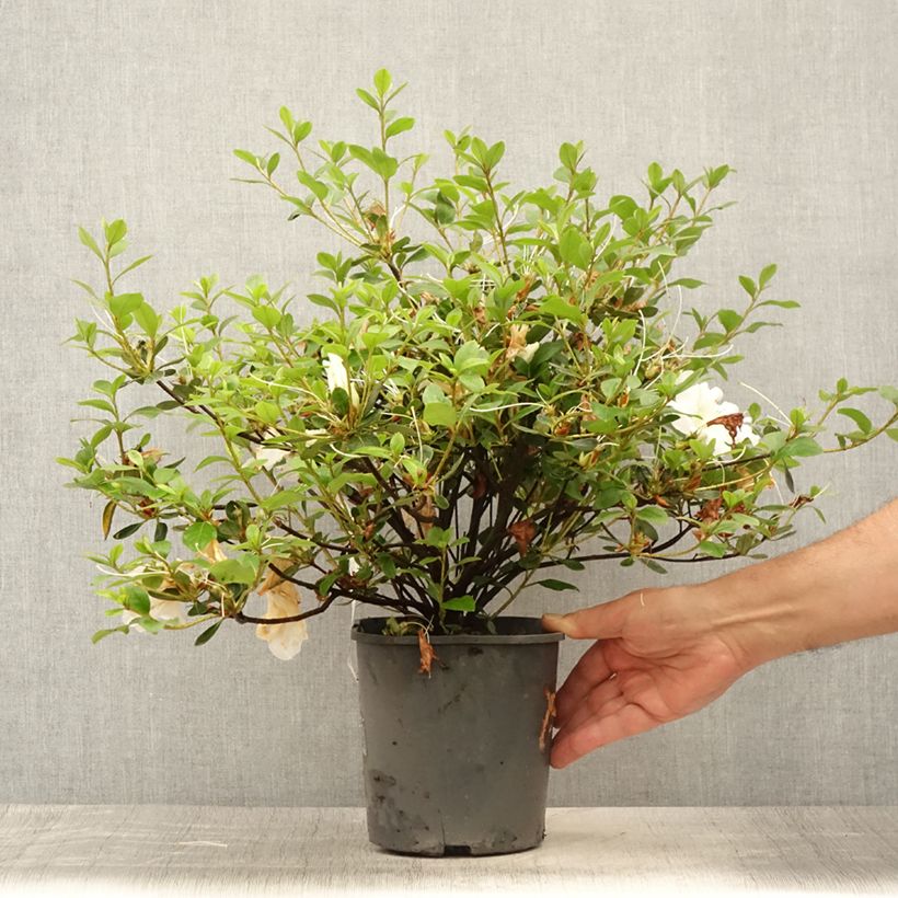 Ejemplar de Azalea japonica Dorothy Heiden Maceta 2L/3L entregado en verano