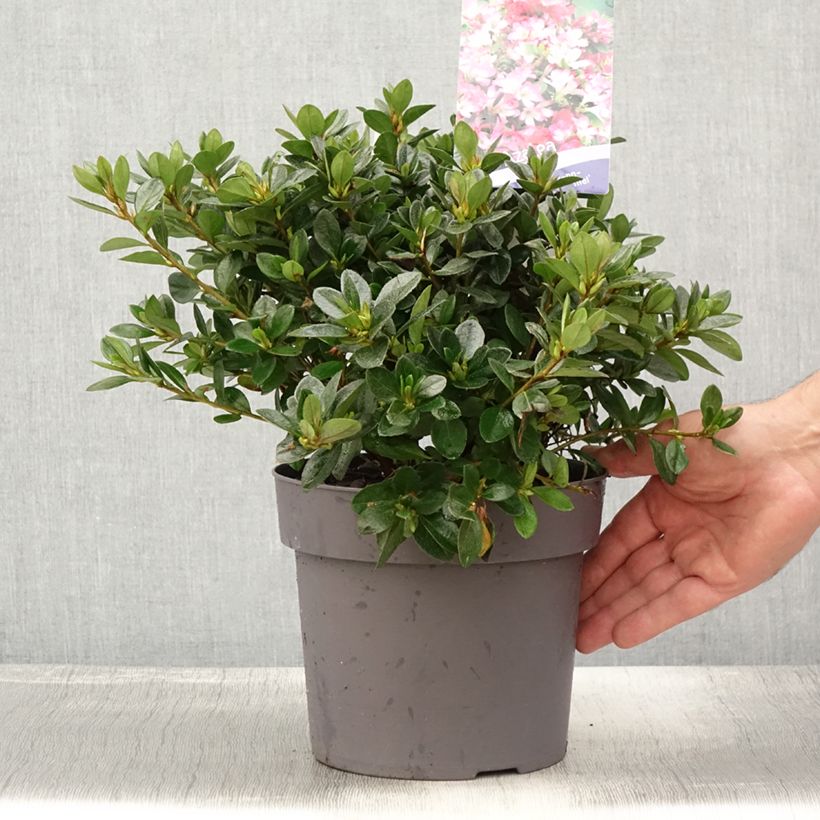 Ejemplar de Azalea japonica Izumi no mai Maceta 3L/4L entregado en verano