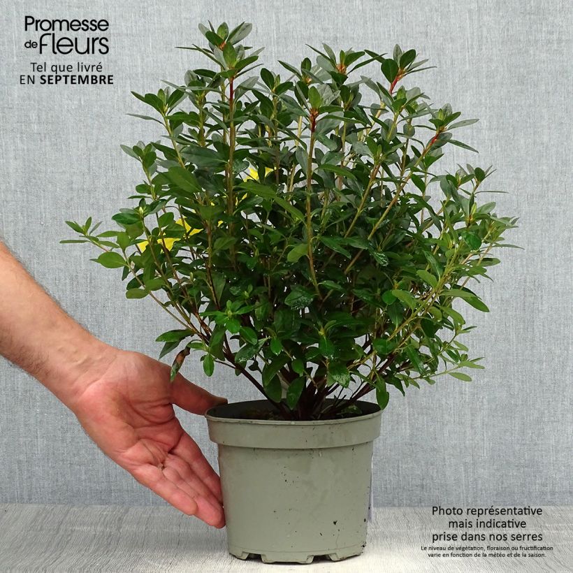 Ejemplar de Azalea japonica Madame Galle Maceta 2L/3L entregado en otoño