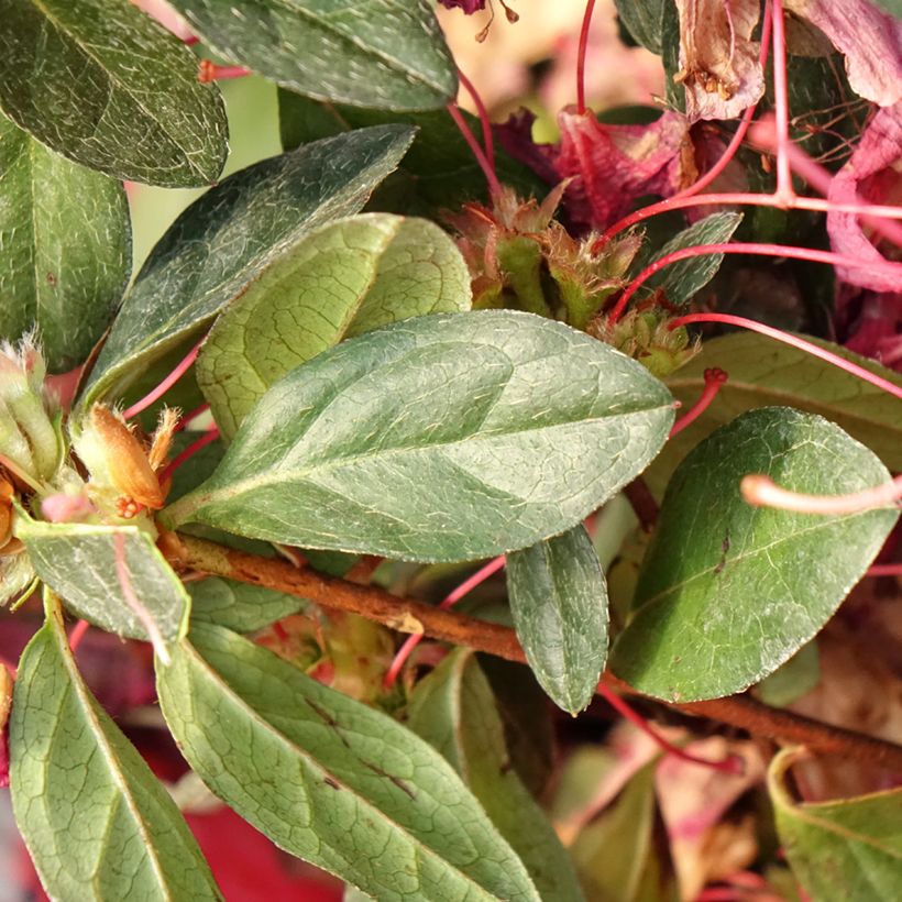 Azalea japonica Madame Galle (Follaje)